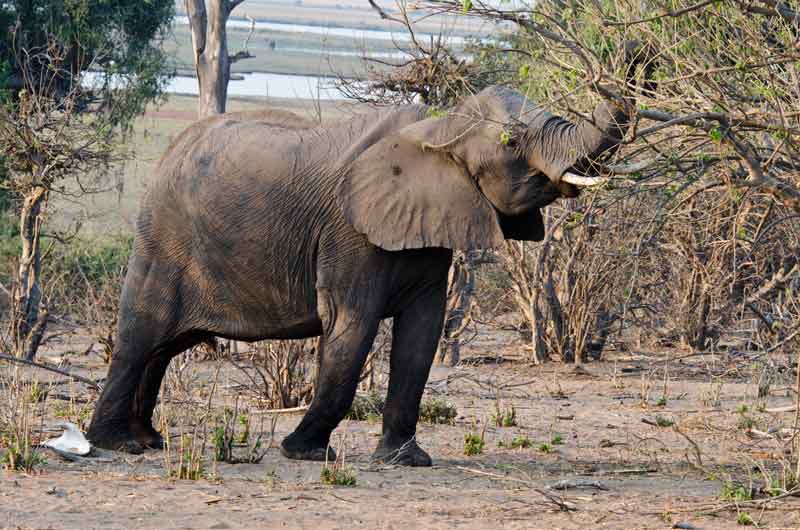 Elefante - parque nacional de Chobe - Botswana 07.jpg